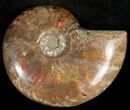 Flashy Red Iridescent Ammonite - Wide #10342-1